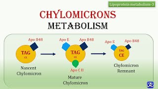 21Chylomicrons Metabolism  Lipid Metabolism  Biochemistry  NJOY Biochemistry [upl. by Baskett]