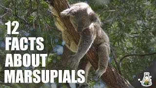 12 Interesting Facts About Marsupials [upl. by Suzi]