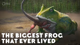 The Biggest Frog that Ever Lived [upl. by Hizar843]