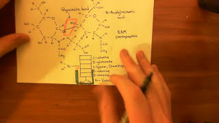 Vancomycin Resistant Enterococcus Part 3 [upl. by Amal]