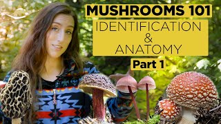 Mushrooms 101 Identification and Anatomy  Part 1 [upl. by Oakleil]