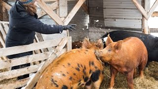 Des cochons élevés dans la neige [upl. by Pieter521]