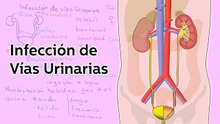 Infección de Vías Urinarias  Salud  Educatina [upl. by Adnalu]