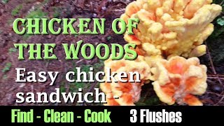 Find clean cook Chicken of the woods Easy chicken sandwich New 2017 Laetiporus Sulphureus 3 flushes [upl. by Clarisse]