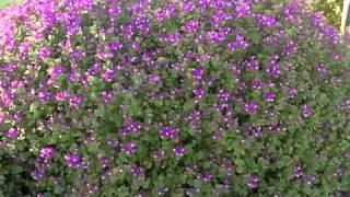 Polygala Petite Butterflys  Dwarf Sweat Pea Shrub [upl. by Dercy]