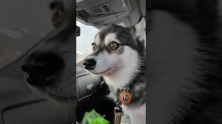 Alaskan Klee Kai talking and howling [upl. by Notirb320]