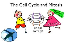 Cell Cycle and Mitosis [upl. by Ludovika363]