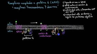 Receptores acoplados a proteína G  Khan Academy en Español [upl. by Erastus]