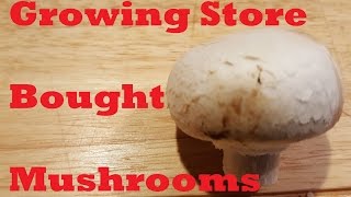 Growing Store Bought Mushrooms [upl. by Nyleaj]