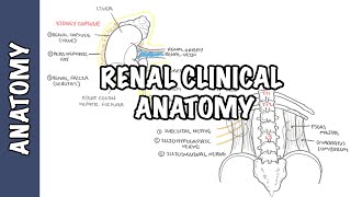 What is Kidney Failure [upl. by Monafo]