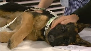 Så får du hunden att sluta skälla  Nyhetsmorgon TV4 [upl. by Teriann]