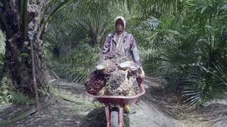 Oil Palm Intercropping [upl. by Eneloc]