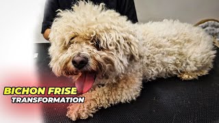 BICHON FRISE GROOMING Transformation [upl. by Filippa]