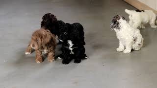 Cockapoo Puppies For Sale [upl. by Aromat]