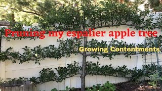 Pruning my espalier apple tree Vlog 27 [upl. by Lutero]