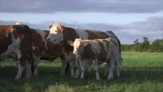 Irish Simmental The Complete Beef Breed [upl. by Lamok]