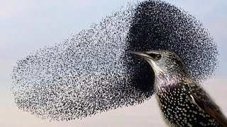 You wont believe this INCREDIBLE Starling murmuration [upl. by Omle404]