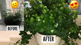 English Ivy Plant Care  Hedera Helix Vines  Ivy Houseplants [upl. by Goebel]