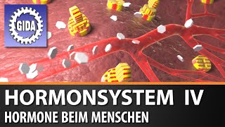 Trailer  Hormonsystem IV  Hormone beim Menschen  Biologie  Schulfilm [upl. by Reppart]