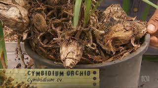 Dividing Cymbidium Orchids Gardening Australia ABC [upl. by Aicenad]