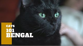 Bombay Cats 101  Cat Breed And Personality [upl. by Onia825]