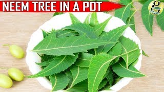 NEEM TREE IN POT CARE and GROWTH TIPS on Neem Plant at Home [upl. by Norty]