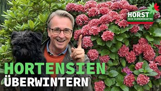 Bauernhortensien überwintern  Horst sein Schrebergarten [upl. by Anyale]