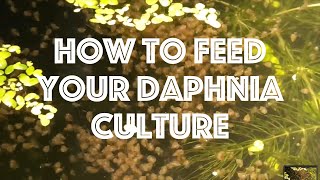 How To Feed Your Daphnia Culture [upl. by Peursem]