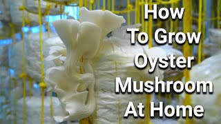 Easy Growing Oyster Mushroom At Home [upl. by Chalmers]