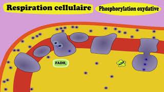 Respiration cellulaire et fermentation [upl. by Hajar291]