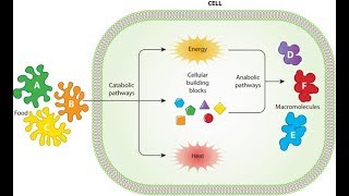 Metabolism Anabolism and Catabolism [upl. by Harrietta]