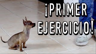 El PRIMER ENTRENAMIENTO de un perro CACHORRO  MartGon [upl. by Ayidah]