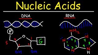 Nucleic Acids  RNA and DNA Structure  Biochemistry [upl. by Mireille]