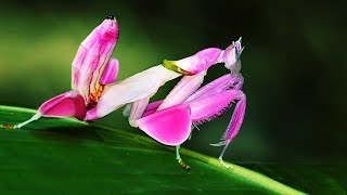 10 Mantis Religiosas Más Hermosas del Mundo que Debes VER [upl. by Veda]