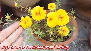 How to Grow Portulaca from Cuttings [upl. by Hutson712]