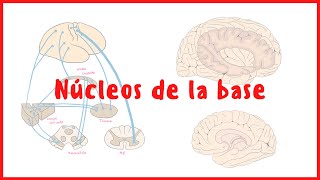 NEUROANATOMÍA  Núcleos de la base  Neuroanatomía  Blasto Med [upl. by Alyar759]