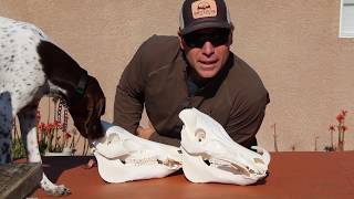 HOW TO GET “ GREASE FREE” PIG SKULLS [upl. by Margy729]