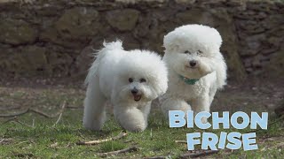 Bichon Frise Dog Breed 101 [upl. by Ailuig]