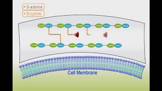 Antibacterial drugs animation Vancomycin [upl. by Erland]