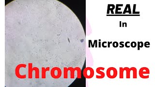 Real Chromosome in Microscope  science experiment  chromosome [upl. by Oilalue]