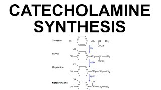 Catecholamine Synthesis [upl. by Cy]