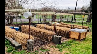 Setting Up A Straw Bale GardenLets Get Started [upl. by Budding]