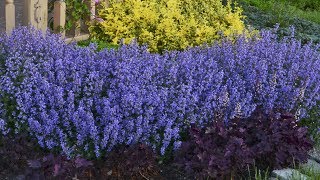 Nepeta Production Tips  Walters Gardens [upl. by Adlemi]