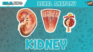 Renal  Kidney Anatomy Model [upl. by Bertsche]