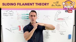 Sliding Filament Theory  Muscle Contraction [upl. by Eicaj]