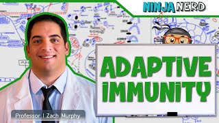 Immunology  Adaptive Immunity [upl. by Yezdnil]