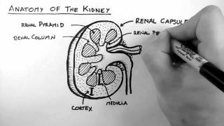 Renal Anatomy 1  Kidney [upl. by Cuthbert]