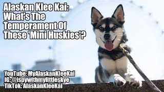 Alaskan Klee Kai temperament What are Mini Huskies like [upl. by Eintroc]