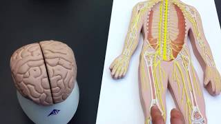 Peripheral Nervous System PNS lab models [upl. by Nomihs35]