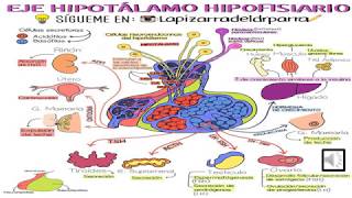 Adenoma Hipofisario e Hipopituitarismo [upl. by Agrippina]